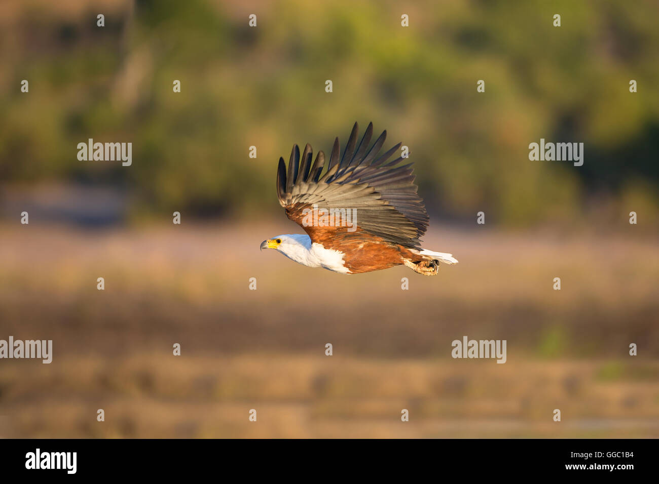 African Fish Eagle Haliaeetus vocifer in flight over the Chobe river in ...