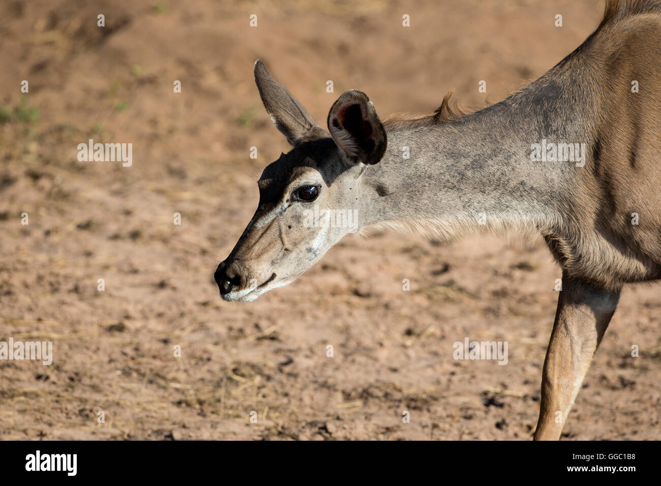 Headshot of Greater Kudu  Tragelaphus strepsiceros a large grey brown antelope found in south eastern Africa Stock Photo