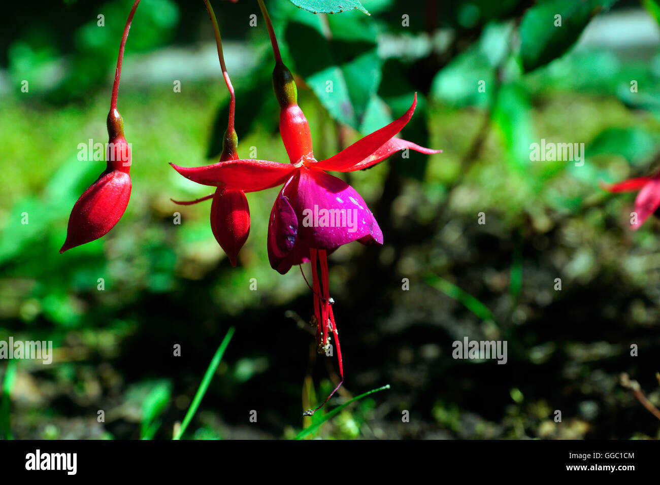 Fuchsia mrs popple flowers hi-res stock photography and images - Alamy