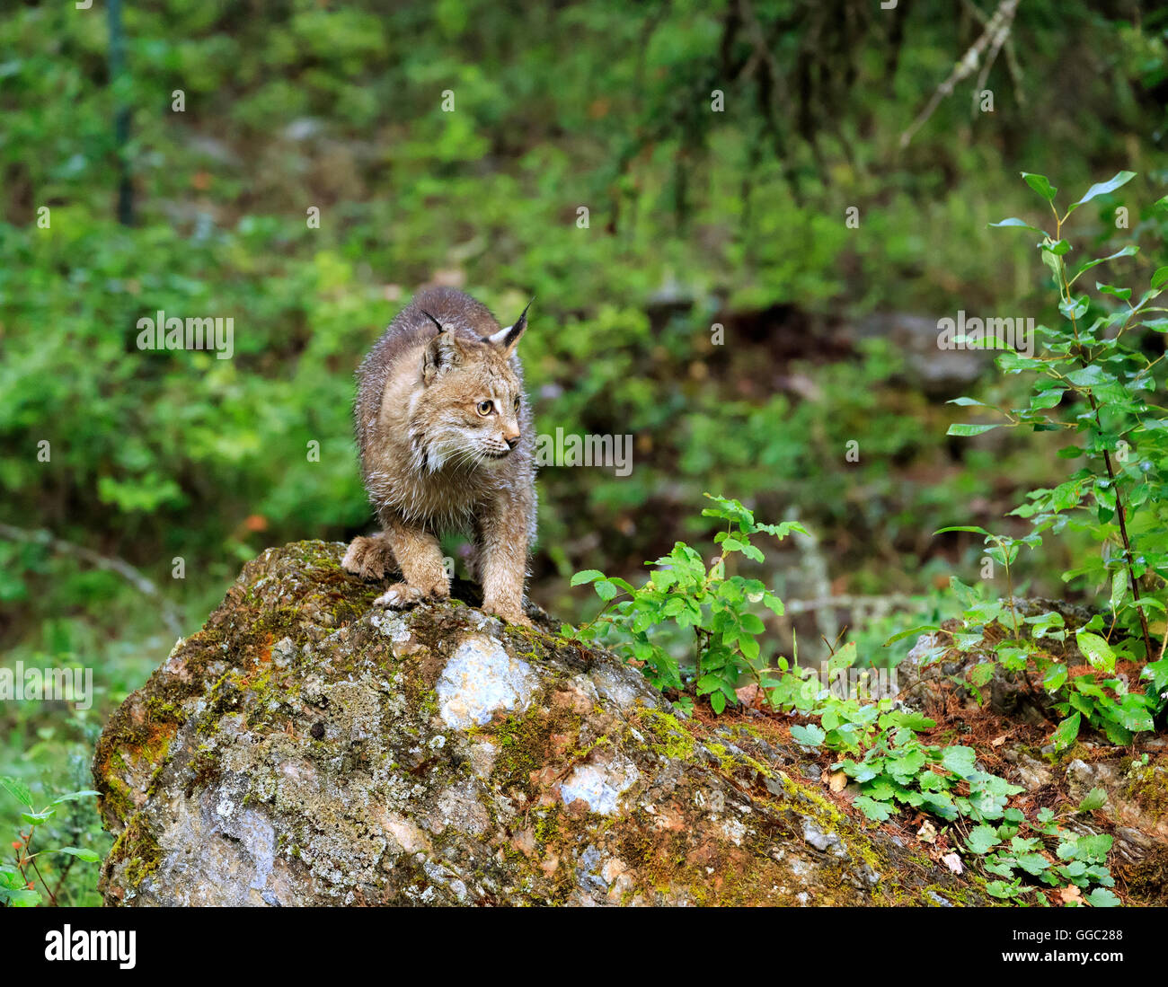 Lynx canadensis hires stock photography and images Alamy