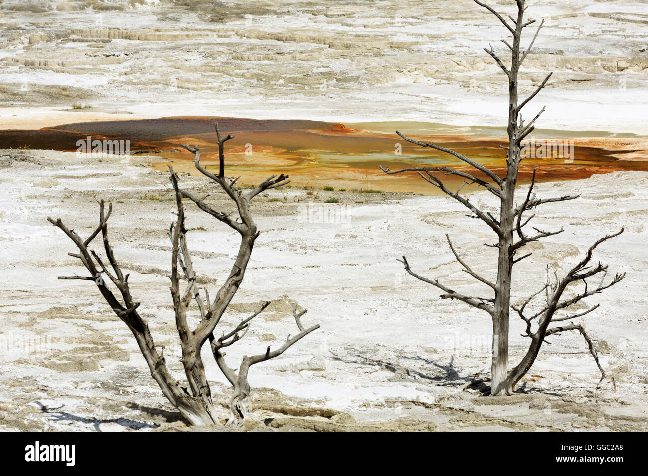 Mammoth Hot Springs, Upper Terraces, Yellowstone National Park Stock Photo