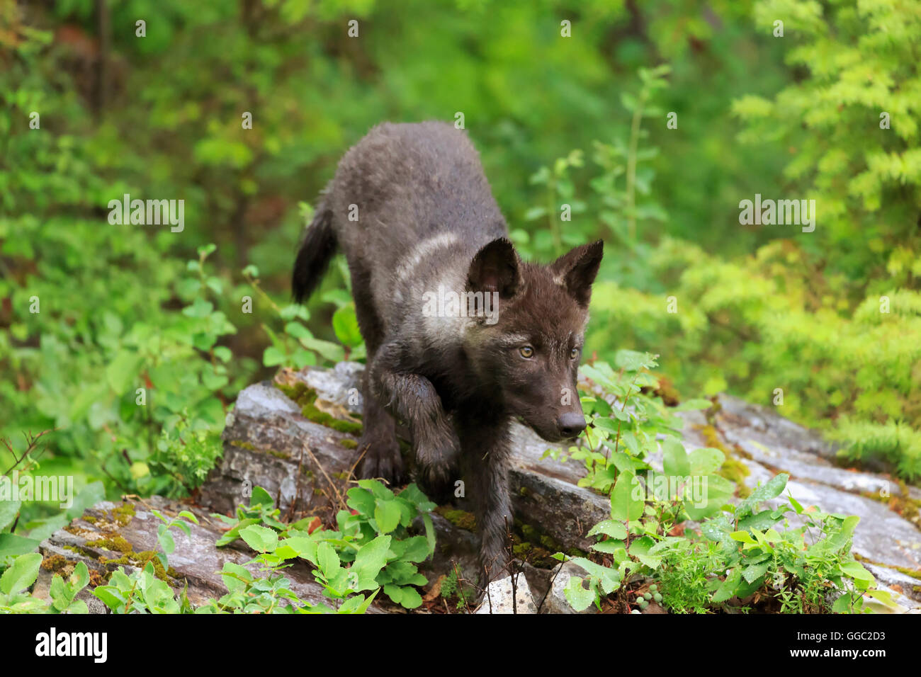 black wolf puppies