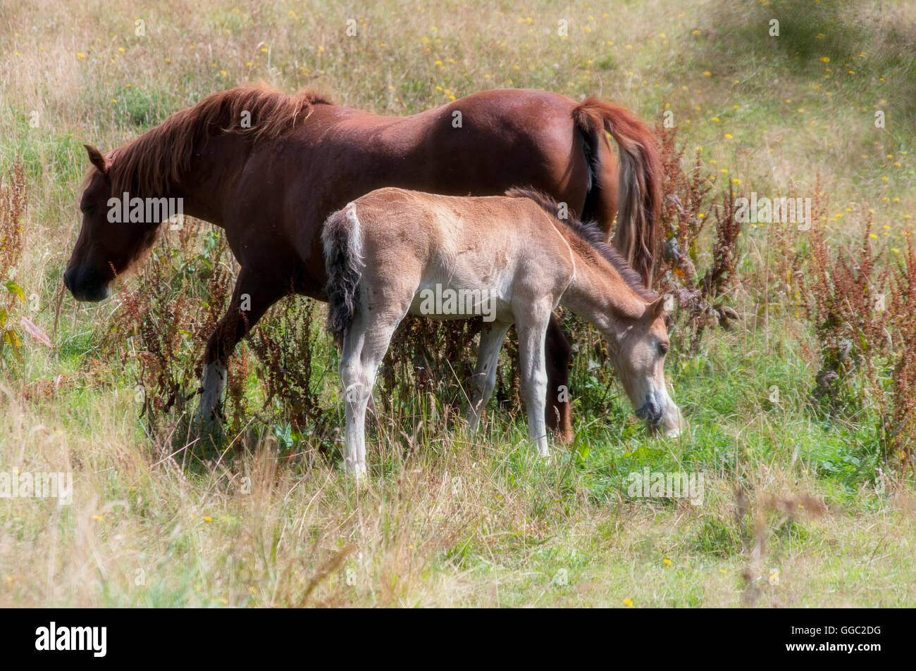 Soft image of chestnut mare and her foal in field Stock Photo Alamy