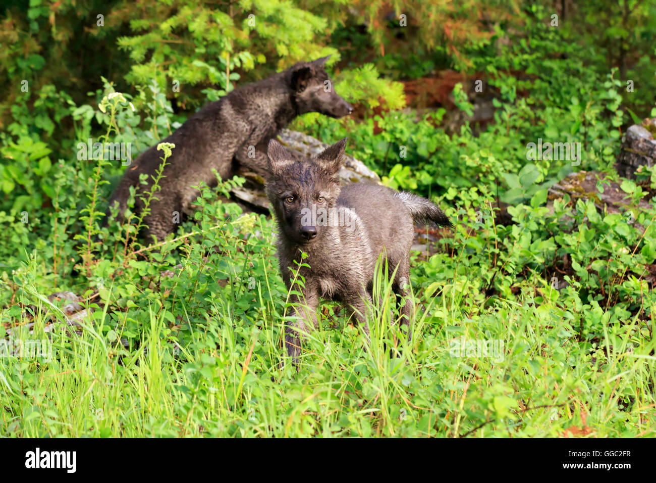 Grey wolf pups, Canis lupus Stock Photo