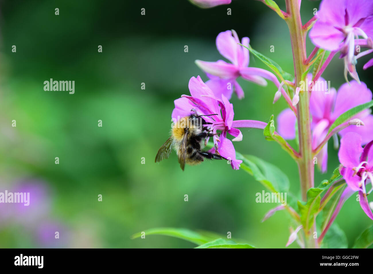 Bumble bee on purple flower collecting nectar Stock Photo - Alamy