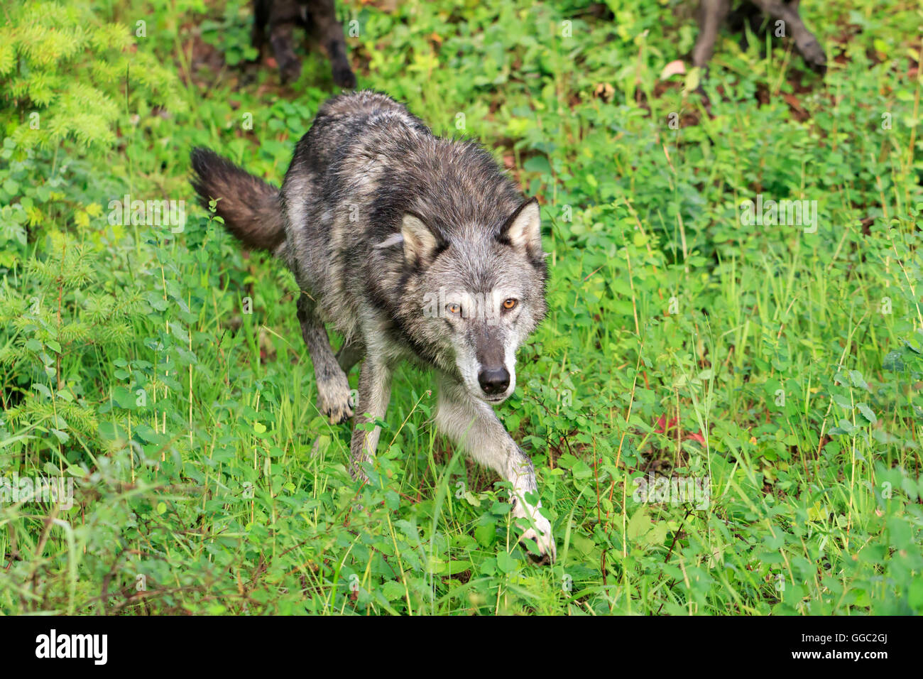 Grey wolf, Canis lupus Stock Photo