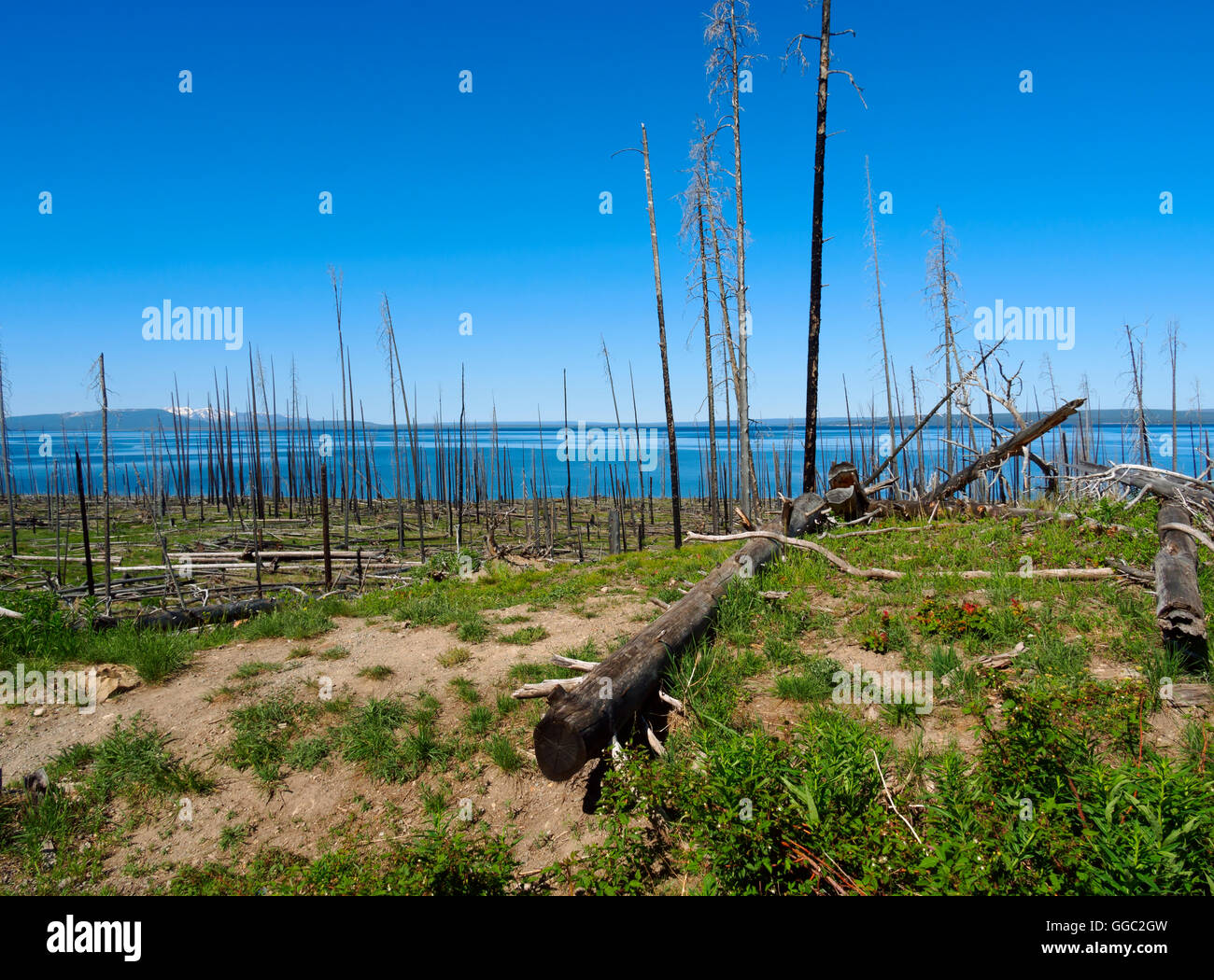Yellowstone Lake, Yellowstone National Park, Wyoming. Charred timbers from the East Fire of 2003 stand overlooking the lake. Stock Photo