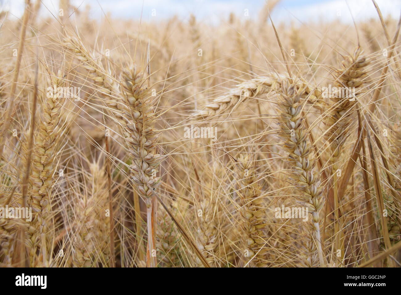 Field of wheat Stock Photo