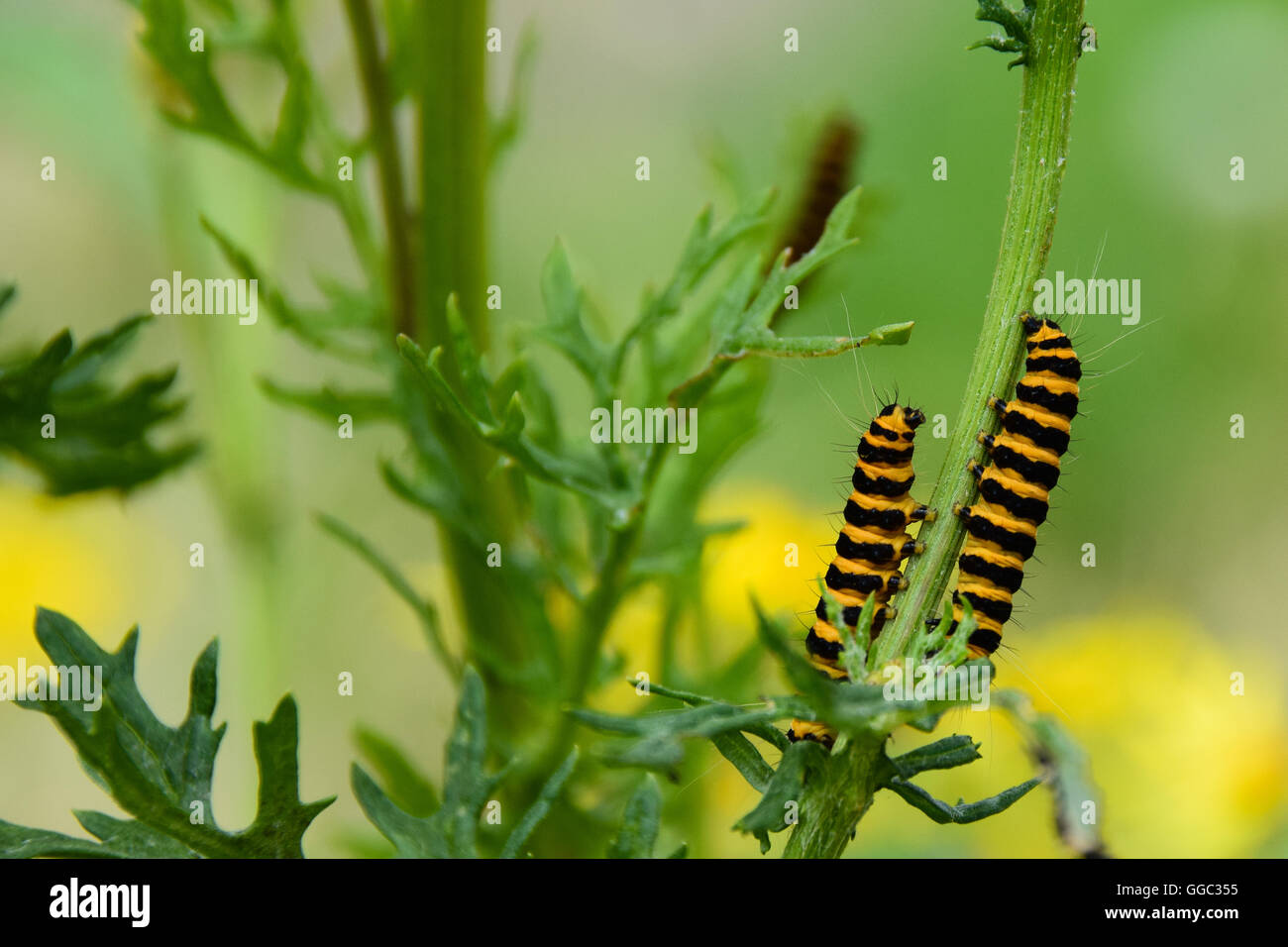 Moth Pupae Life Cycle High Resolution Stock Photography and Images - Alamy