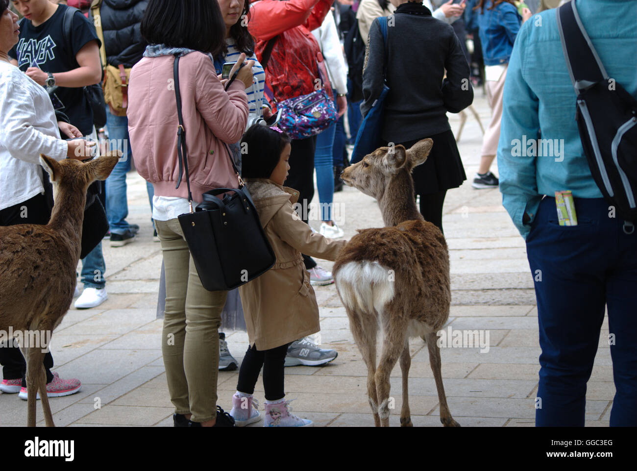 Deer at Nara, Japan Stock Photo