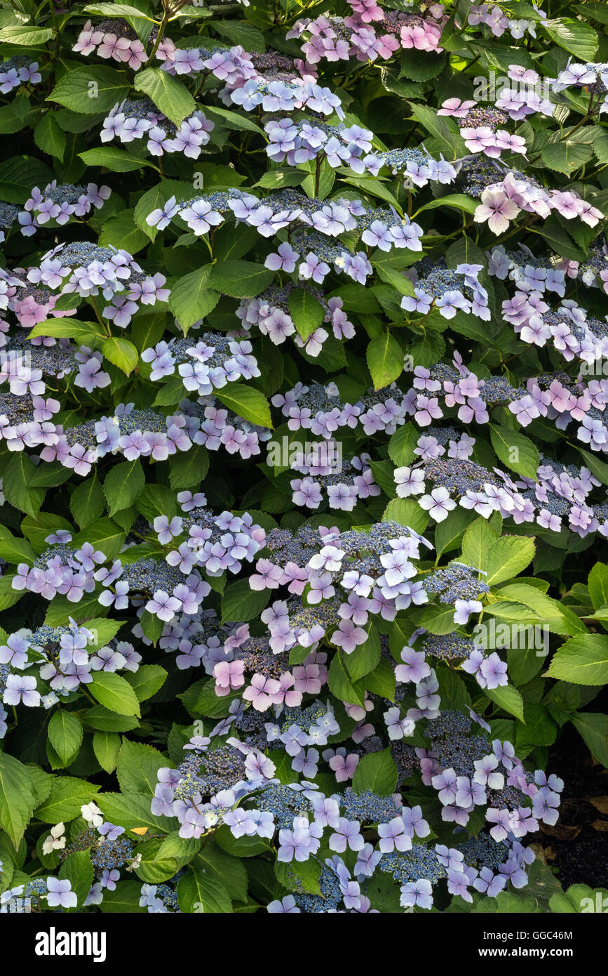 Lacecap Hydrangea in Full Bloom Vertical Stock Photo Alamy