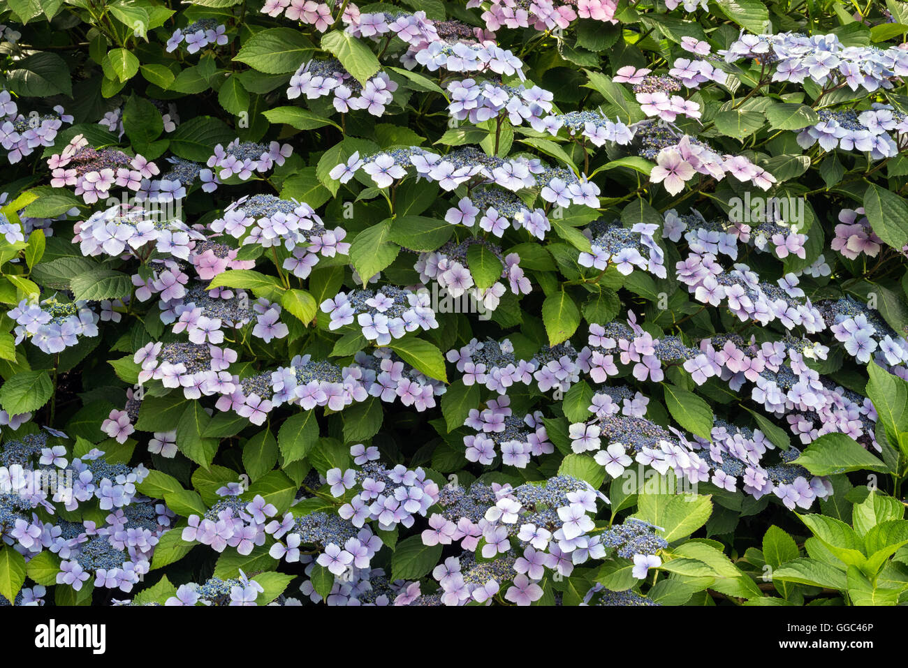 Lacecap Hydrangea in Full Bloom Horizontal Stock Photo Alamy