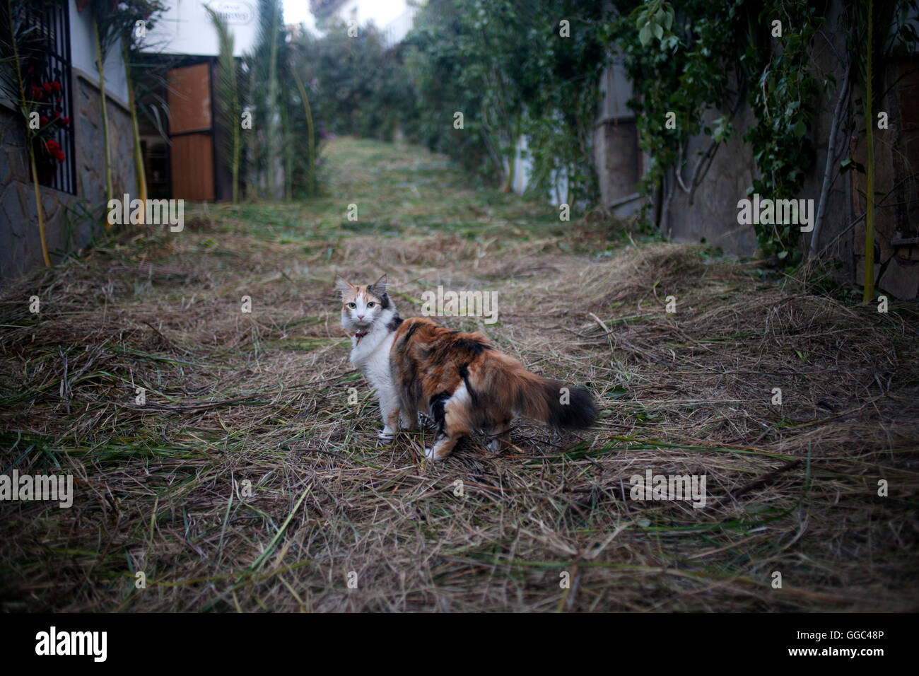 A cat crosses a street decorated with sedge during Corpus Christi