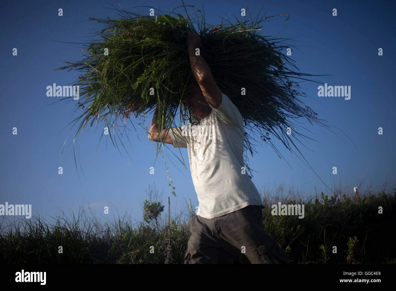 A man harvests sedge to be used in Corpus Christi religious celebration in El Gastor, Sierra de Cadiz, Andalusia, Spain Stock Photo
