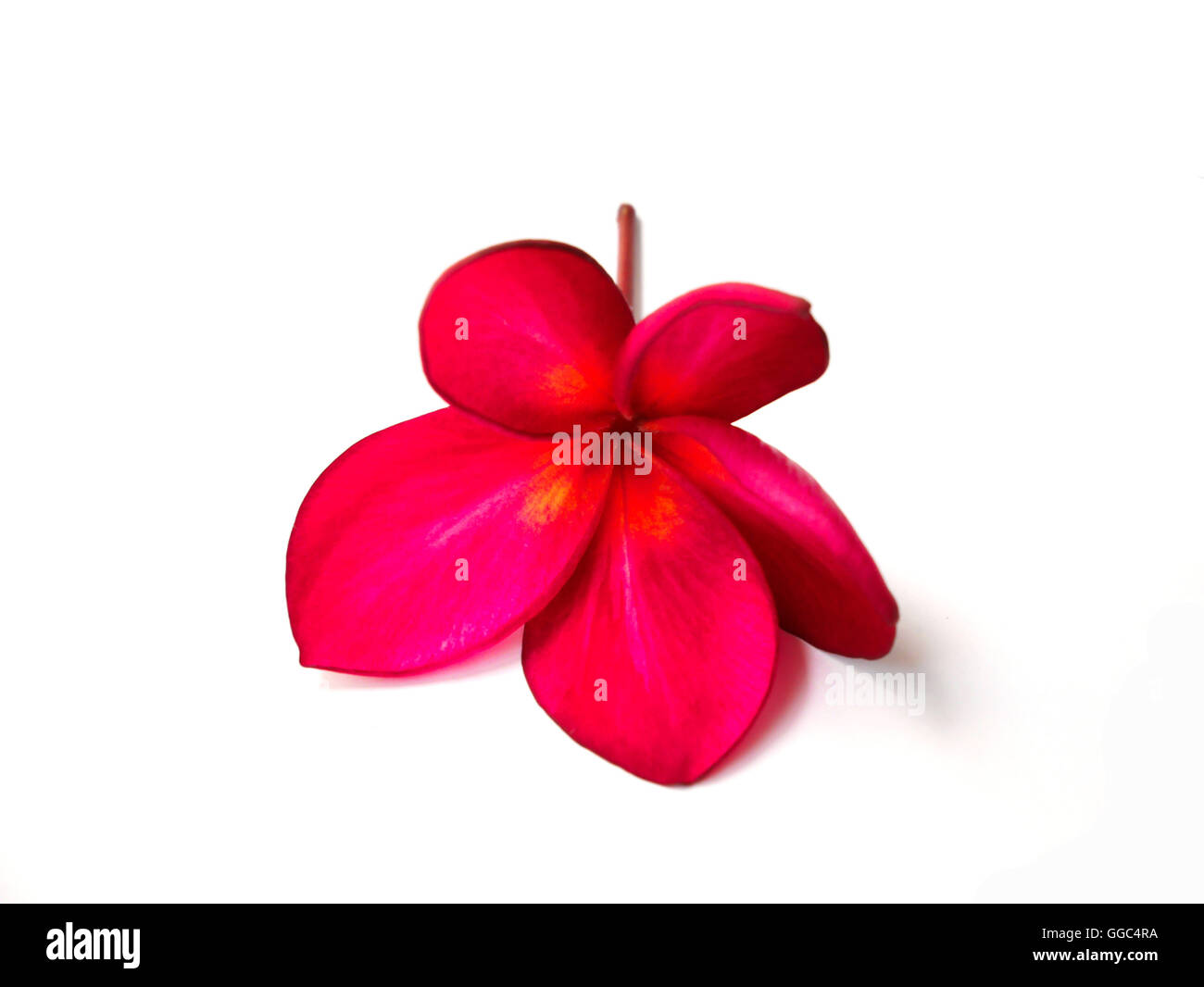 Plumeria rubra Cut Out Stock Images & Pictures Alamy