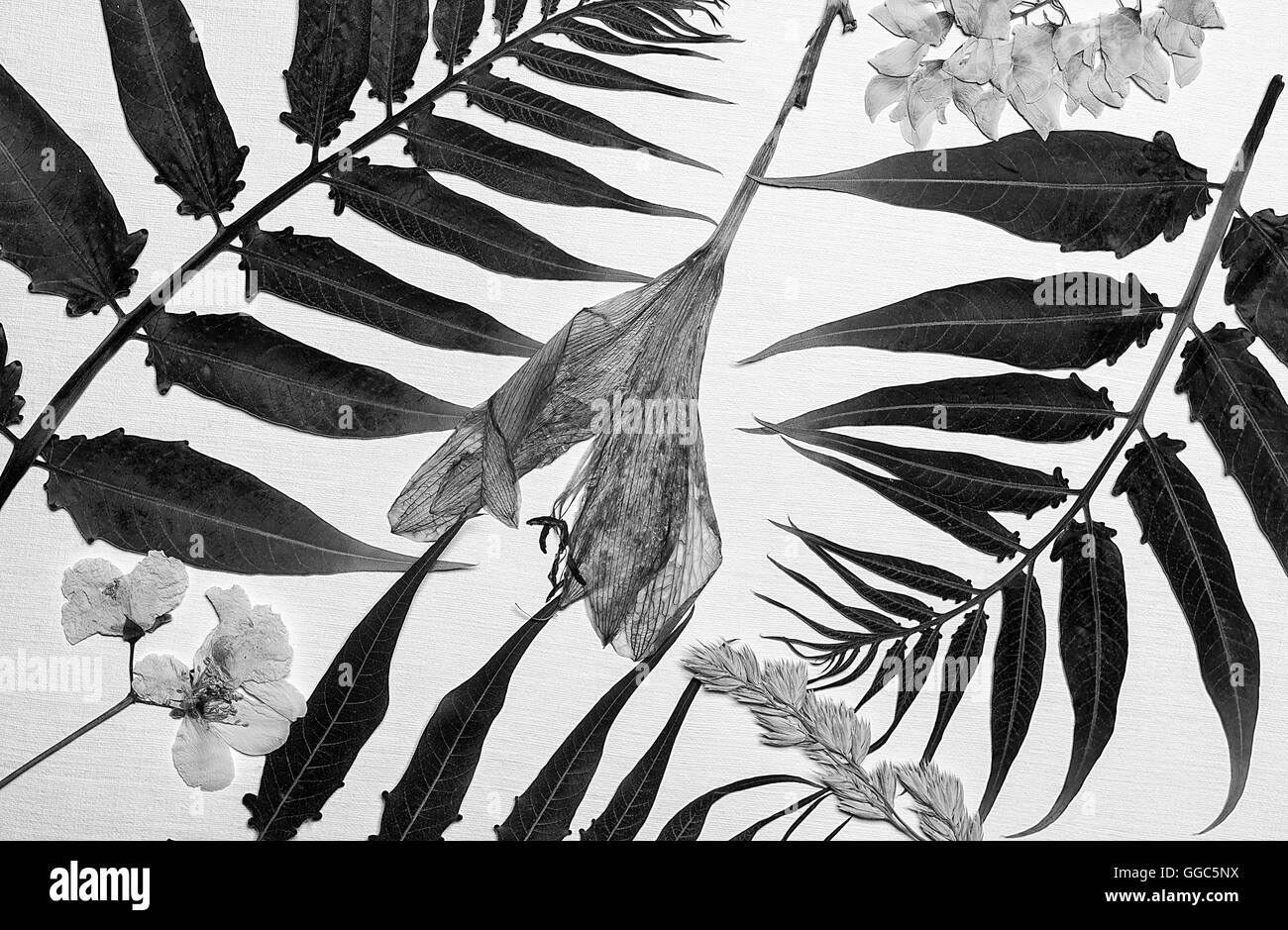 A composition of wild pressed flowers on white background shot black and white Stock Photo