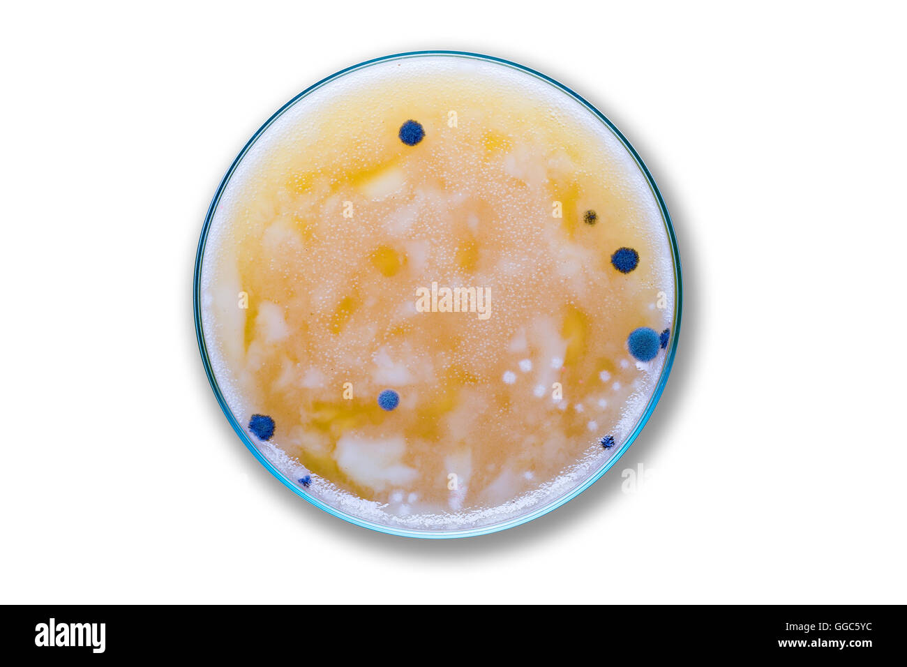 Petri dish isolated on white Stock Photo