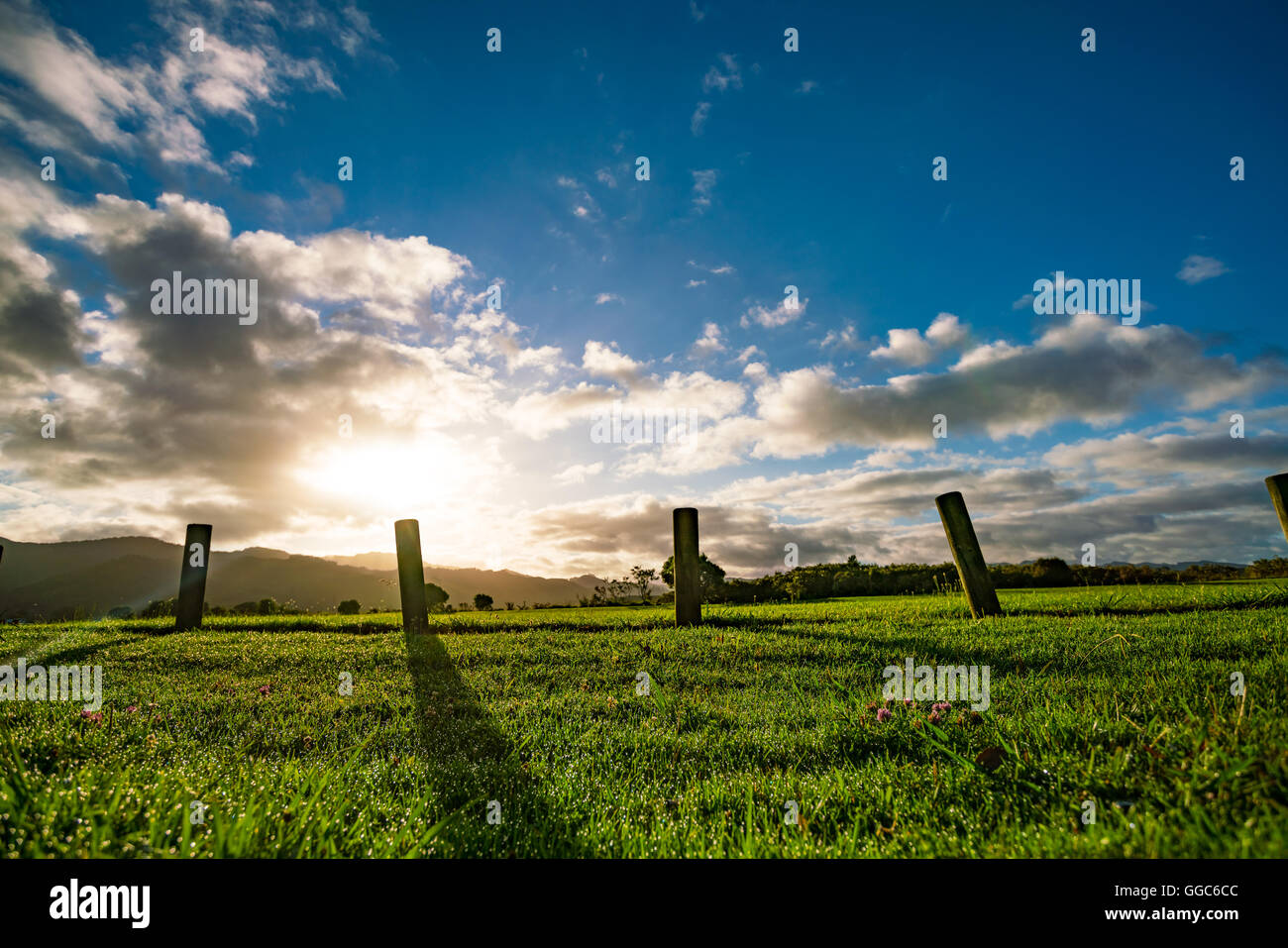 New Zealand green field sunrise Stock Photo Alamy