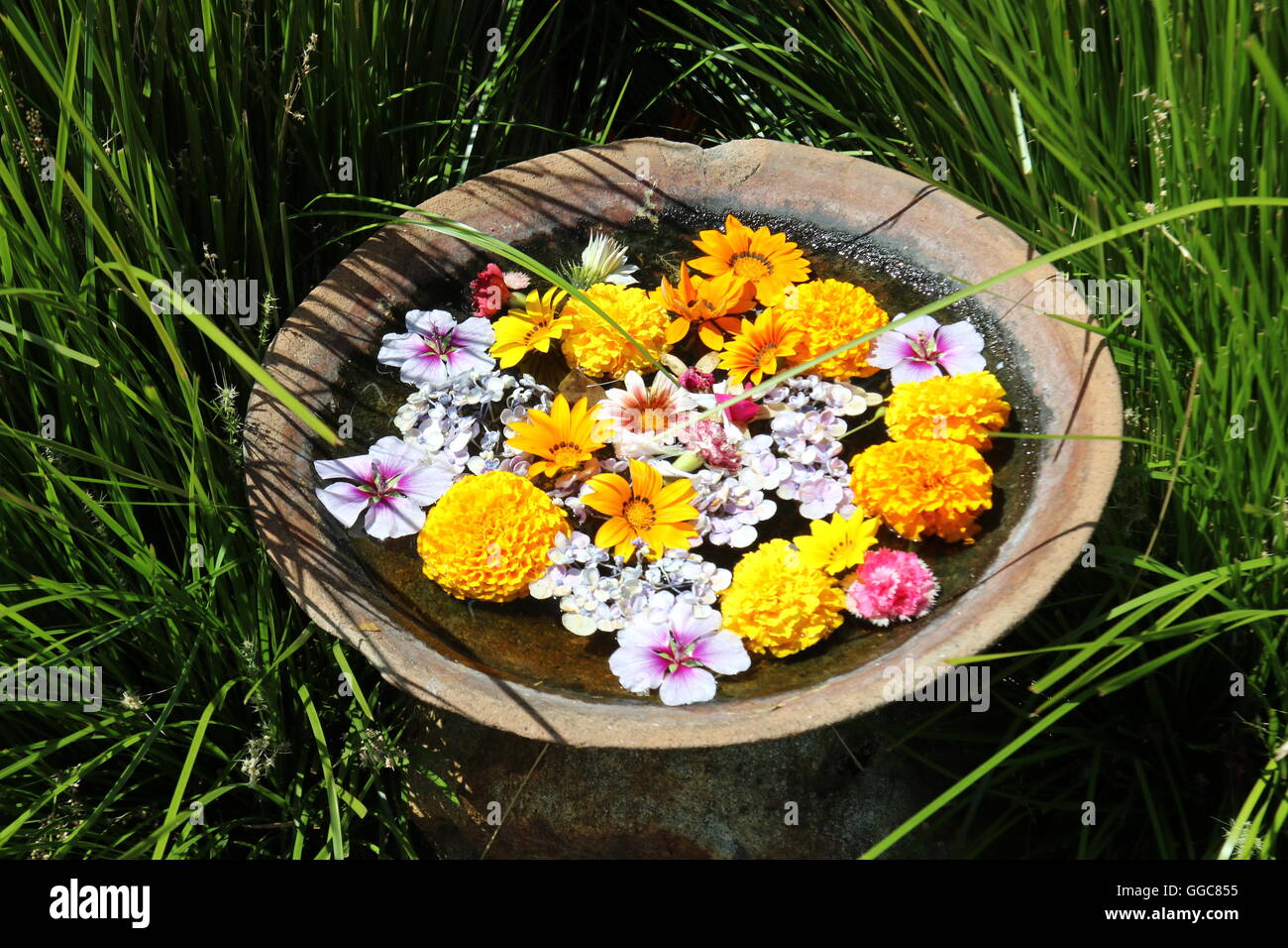 Flowers swimming in apot at Cullen Wines, Margaret River, Australia
