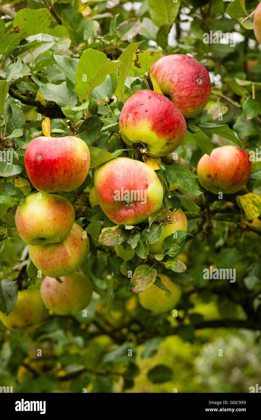 Ripe Howgate Wonder apples ready for picking from the tree in autumn Stock Photo