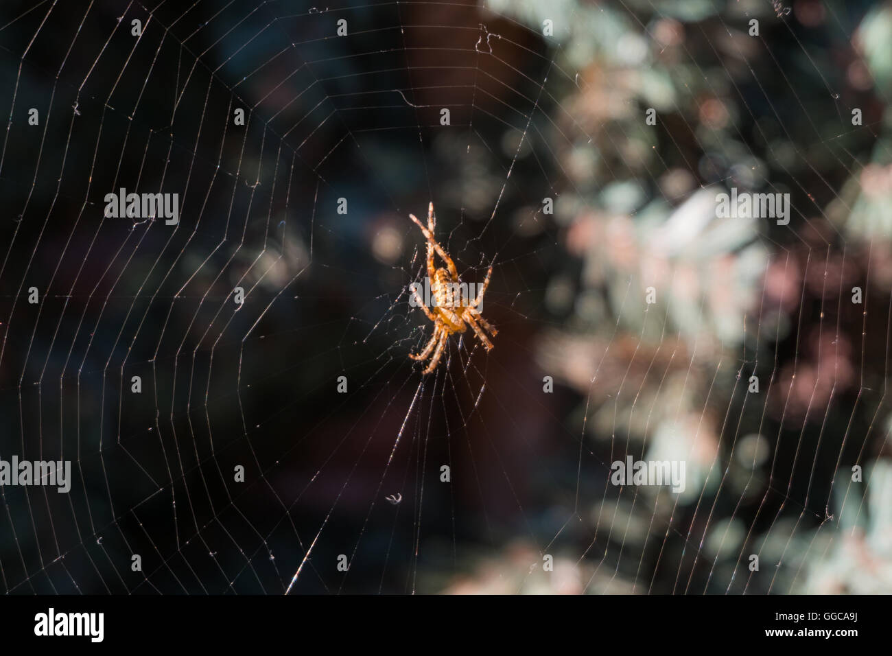 spider on the web in nature pine garden. Close up, Macro Stock Photo