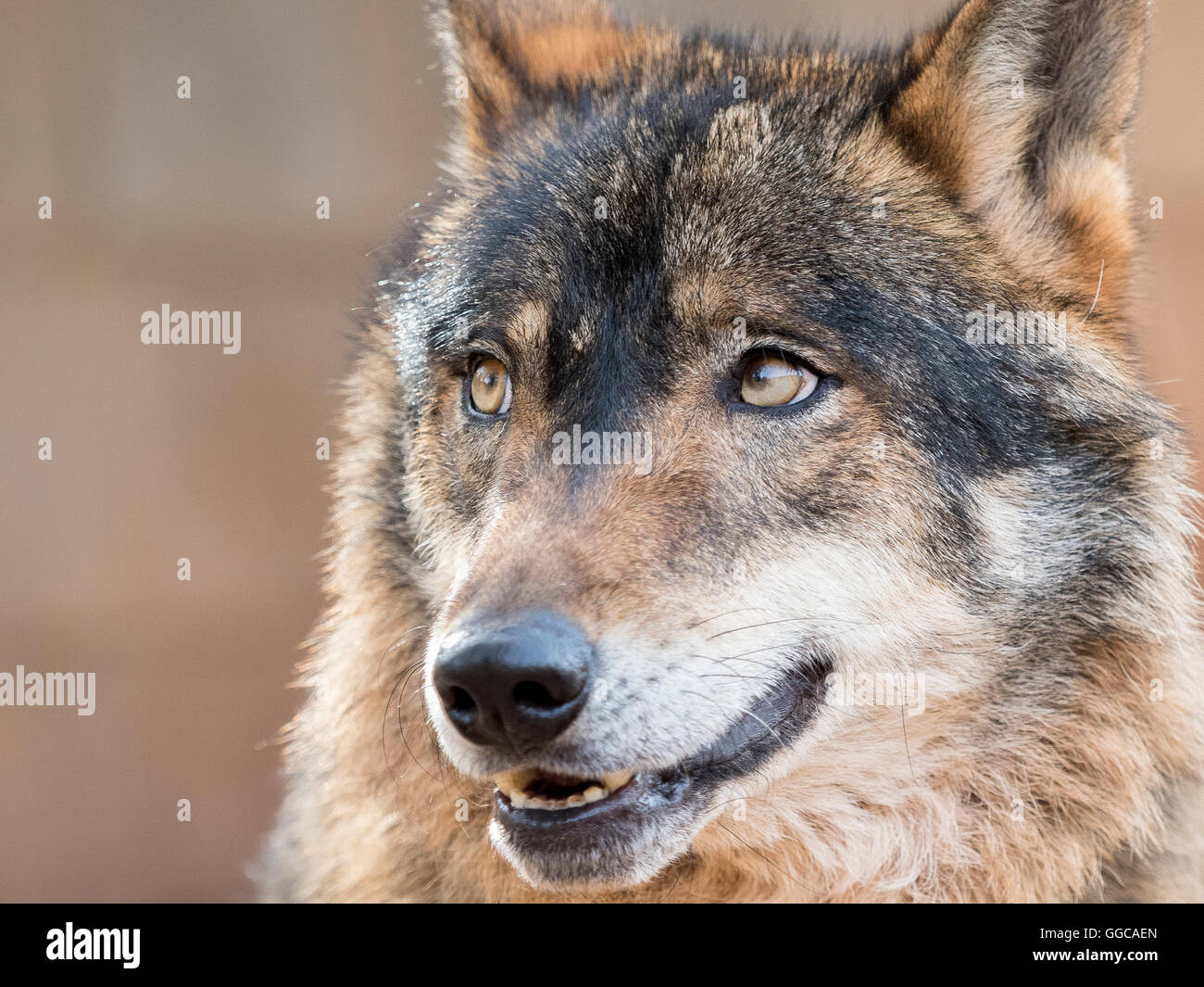 Wolf portrait Stock Photo