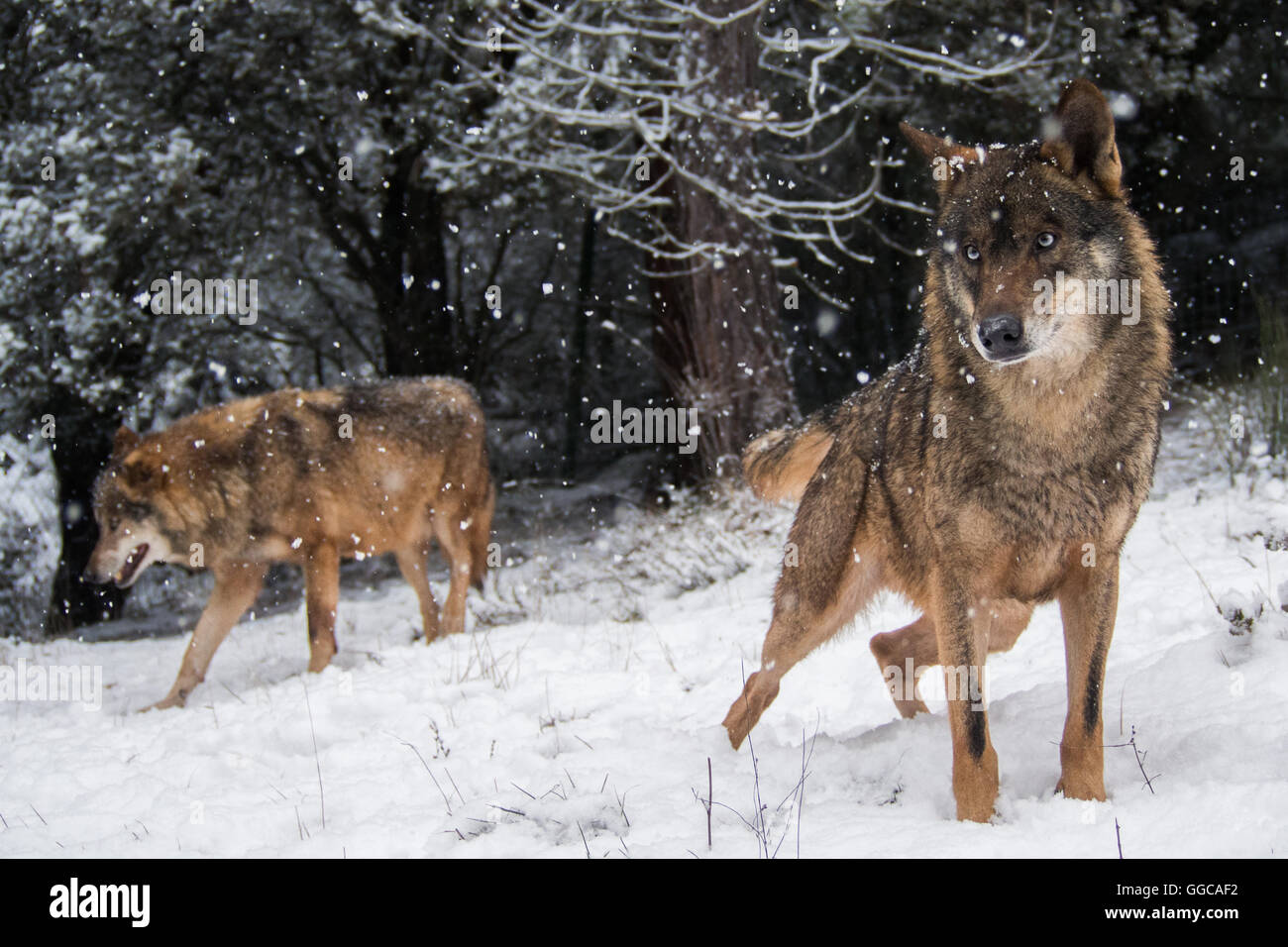 Wolves in the snow  in the forest in winter Stock Photo