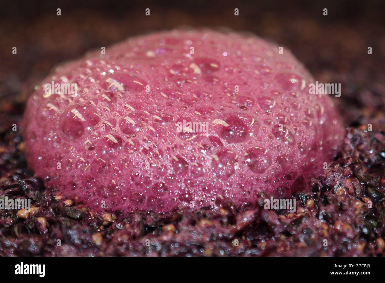 Red wine grapes fermenting and producing a froth Stock Photo