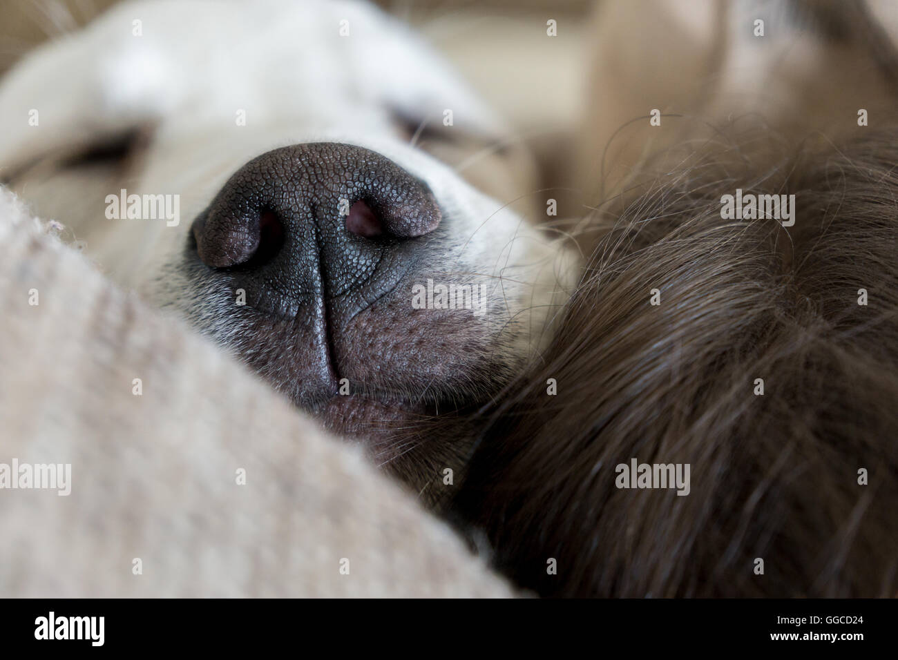 Sleeping Dog with black nose on snoring Stock Photo