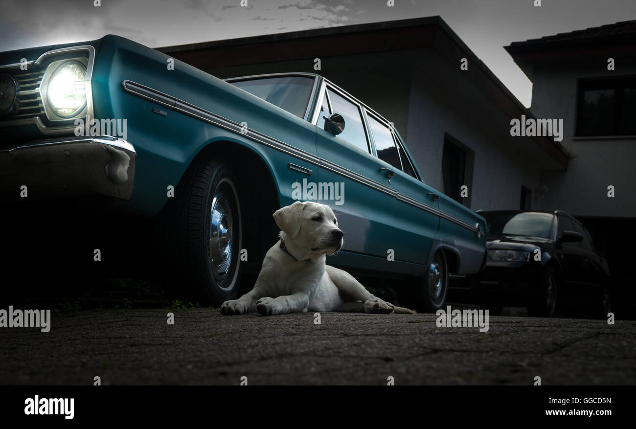 Young Labrador puppy in front of a turquoise vintage car Oldtimer Stock Photo