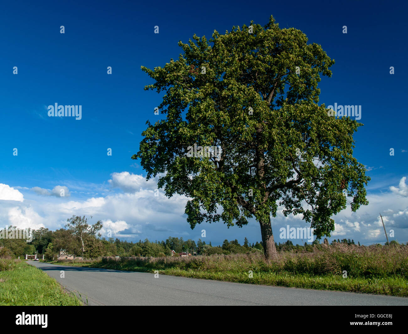 Big beautiful lone tree near the road about a flowering meadow in summer in August, under a blue sky with clouds Stock Photo