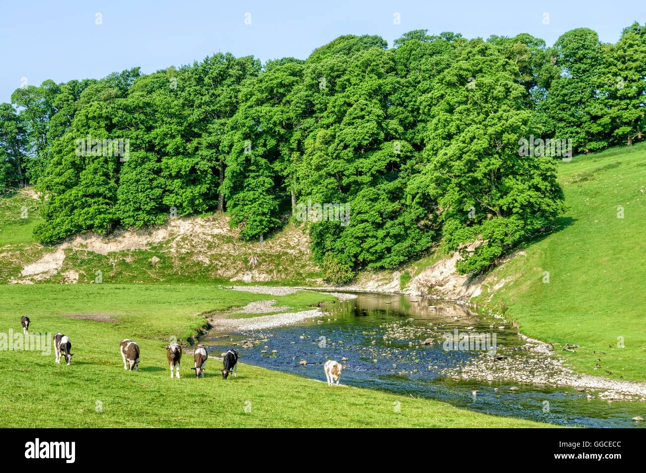 Cattle grazing in field next to River Bela, Cumbria, England Stock Photo