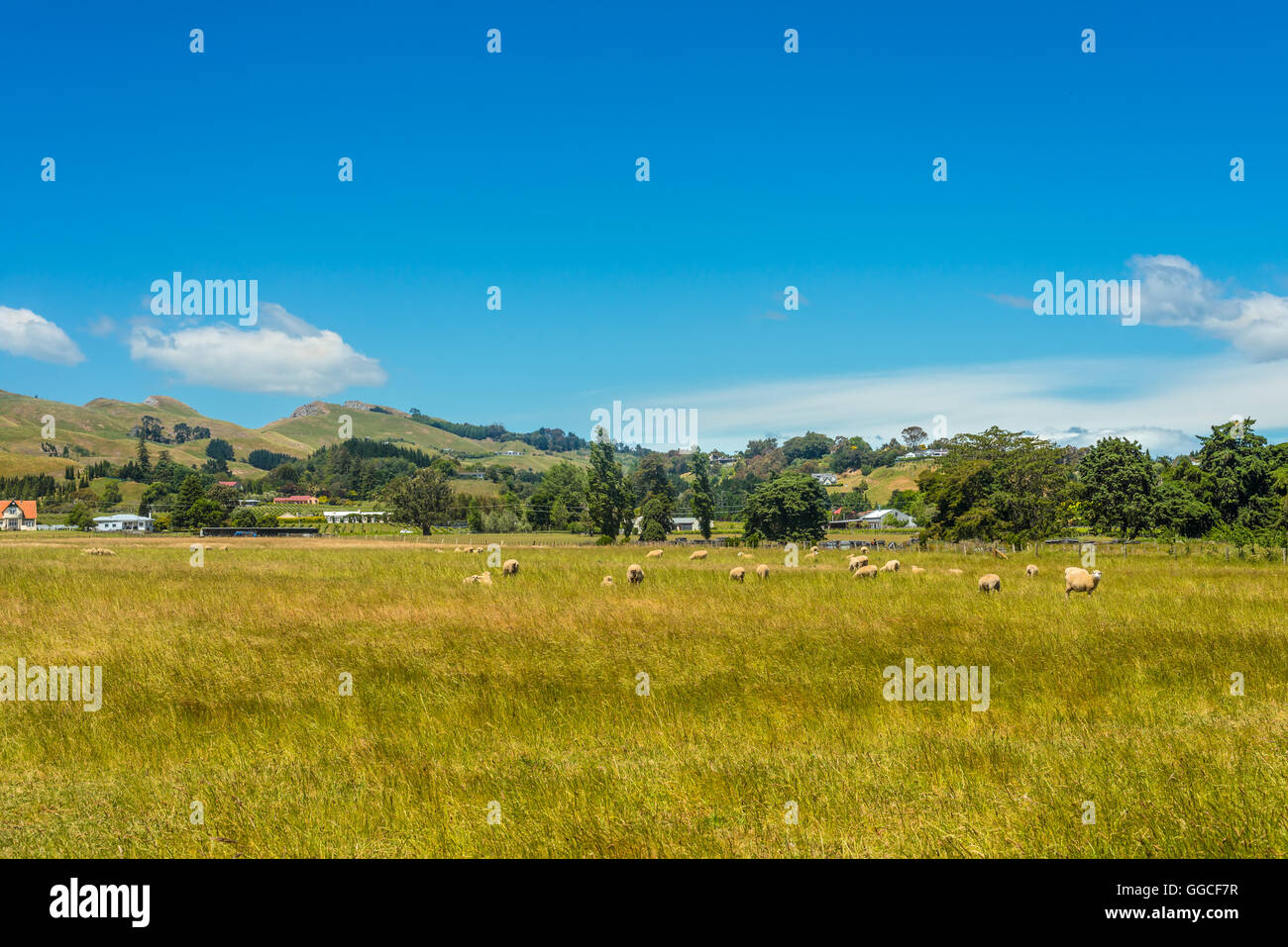 Hill view farm rural area - Sheep on the meadow in the foreground - North Island New Zealand Stock Photo