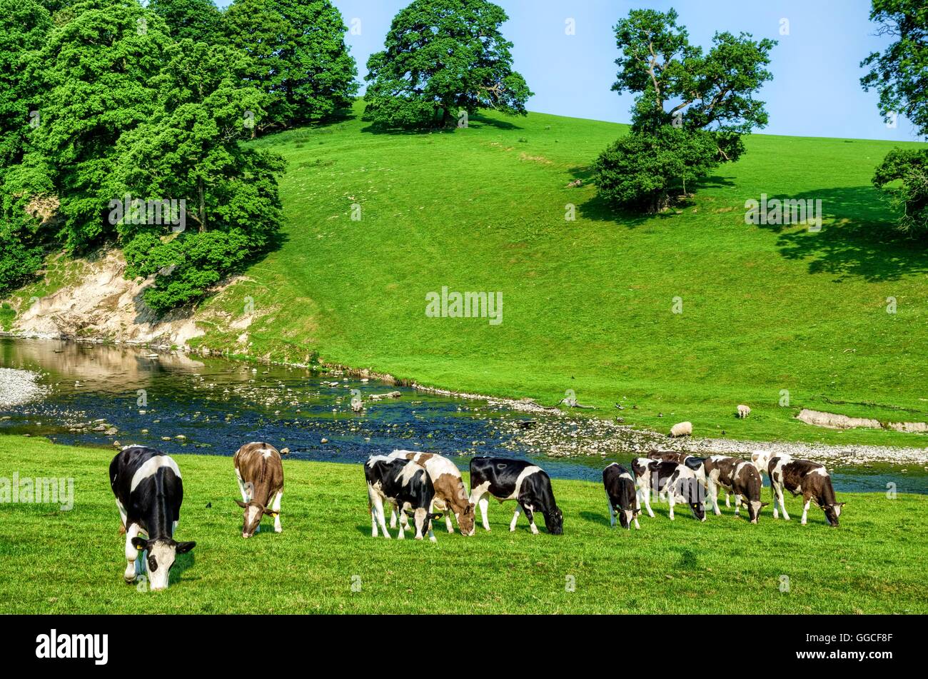 Grazing cattle in Cumbria, England Stock Photo