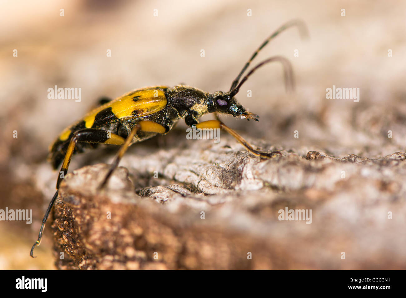 Spotted longhorn beetle (Rutpela maculata). Yellow and black insect in the family Cerambycidae, with very long antennae. Stock Photo