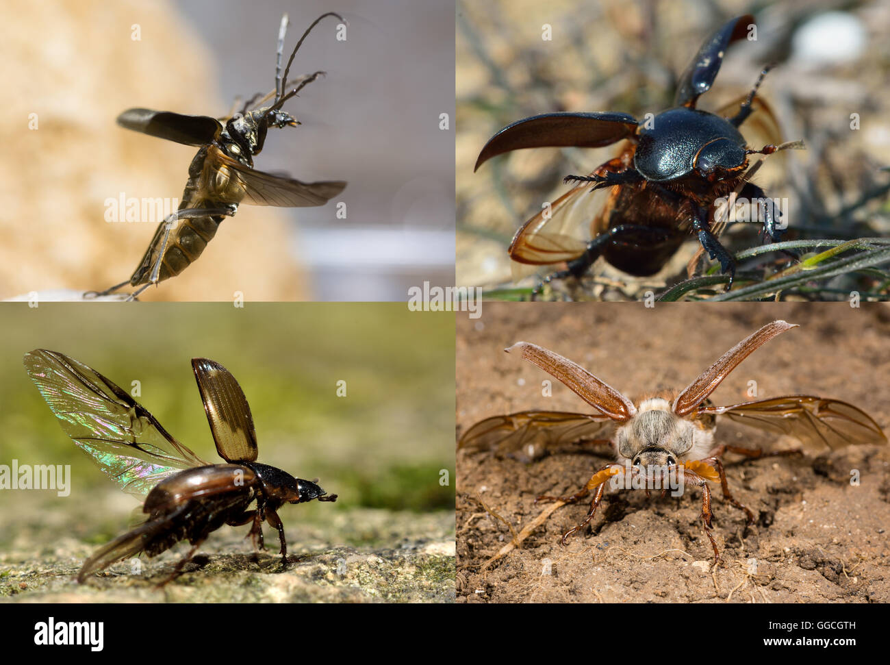 Beetles (order Coleoptera) taking flight: Stenocorus meridianus longhorn; Scarab beetle; cockchafer (Melolontha melolontha) Stock Photo