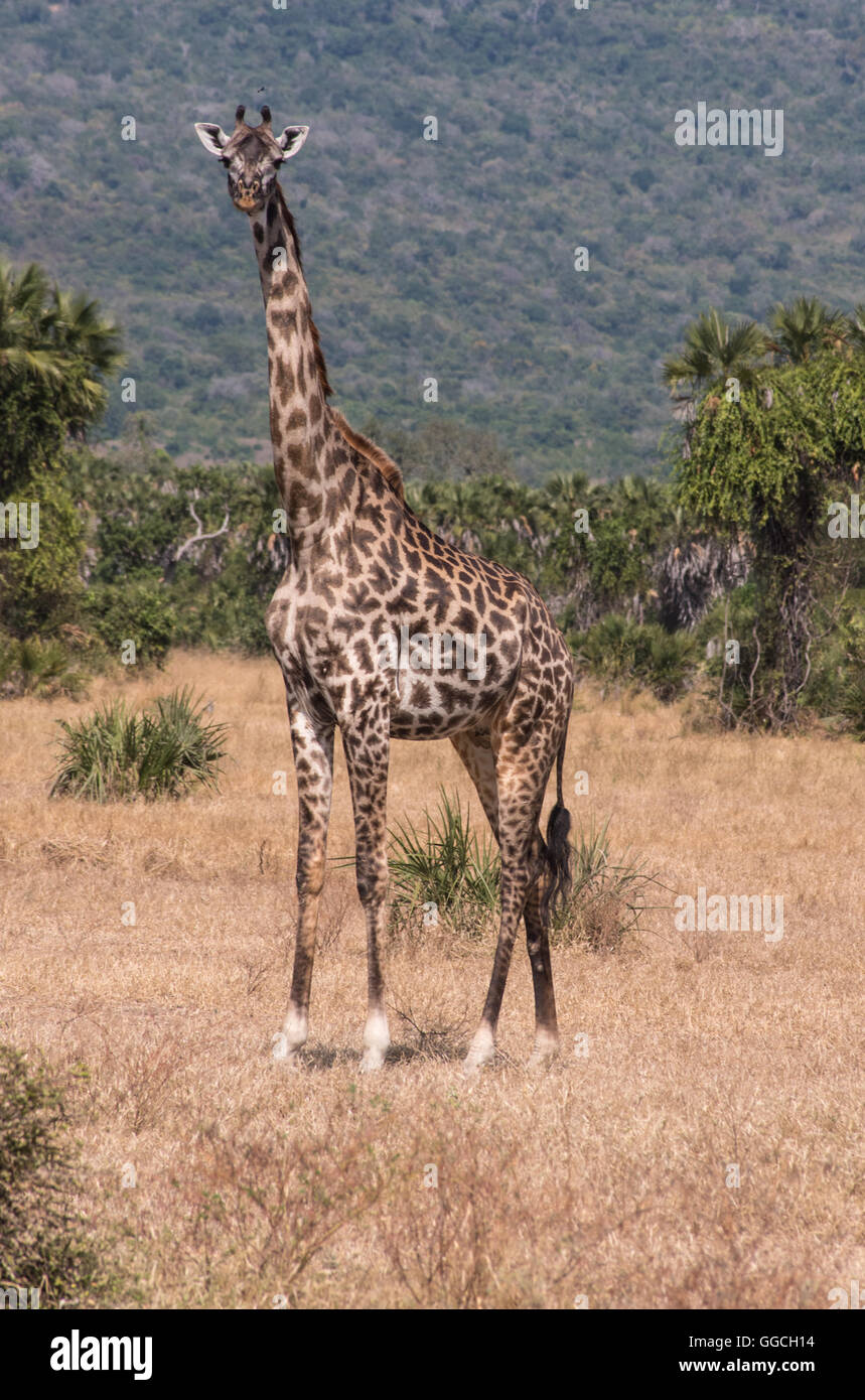 Masai Giraffe in the Selous Game Reserve Tanzania Stock Photo