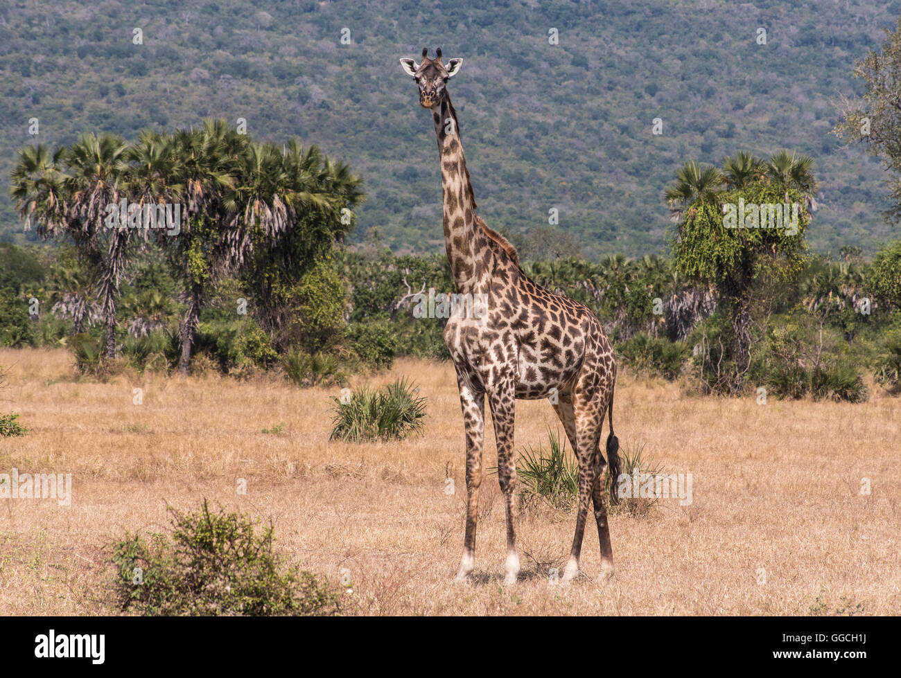 Masai Giraffe in the Selous Game Reserve Tanzania Stock Photo