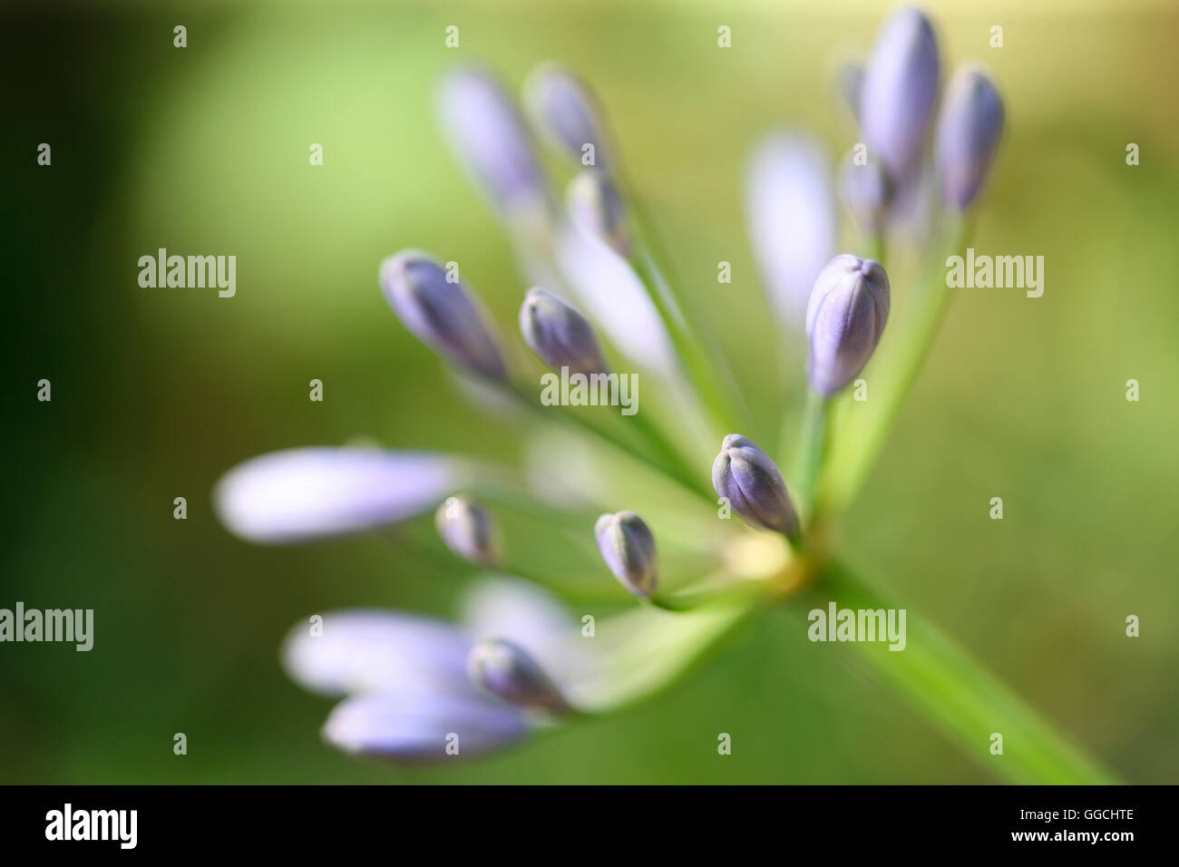 soft focus beauty purple agapanthus in bud- african lily Jane Ann Butler Photography JABP1531 Stock Photo