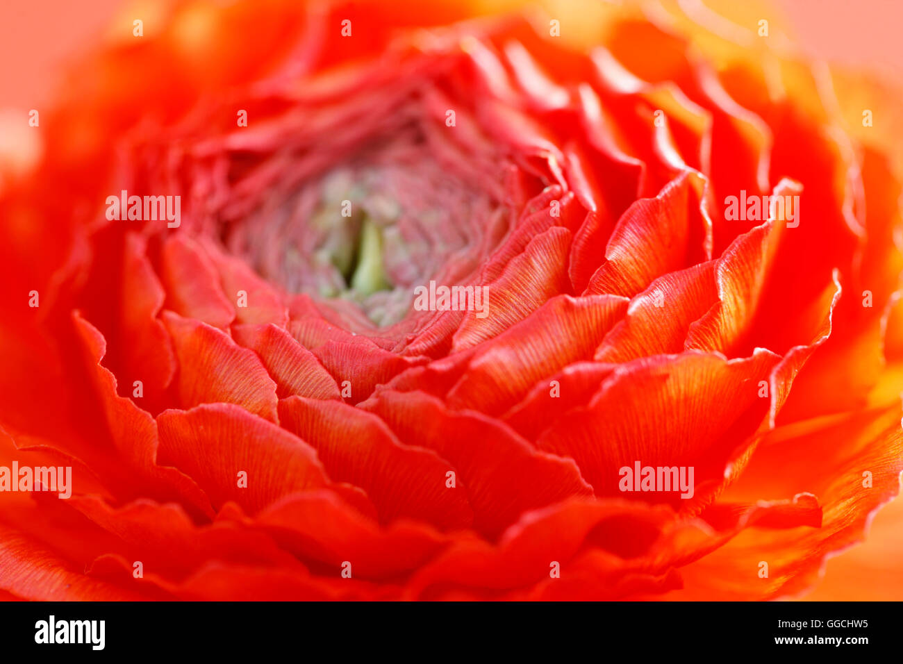 vibrant red, Summer ranunculus flower head Jane Ann Butler Photography JABP1520 Stock Photo