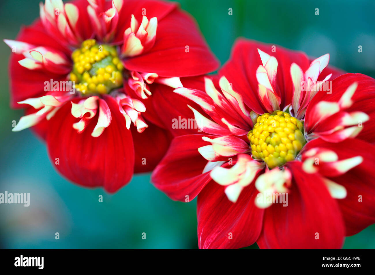 two stunning red and white dahlias "impression festivo" long Summer
