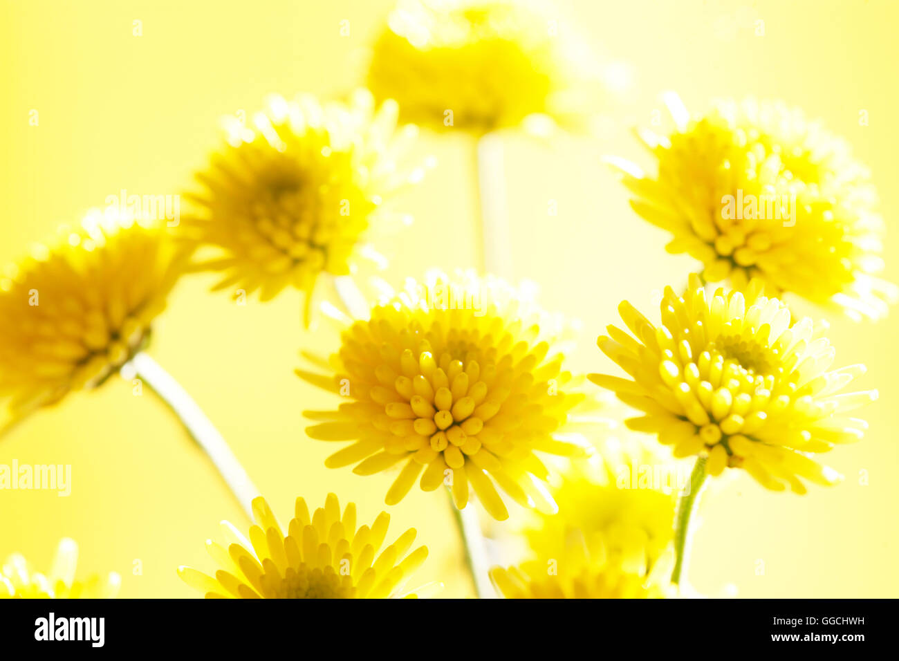 yellow santini flowers - like little drops of sunshine Jane Ann Butler Photography JABP1522 Stock Photo