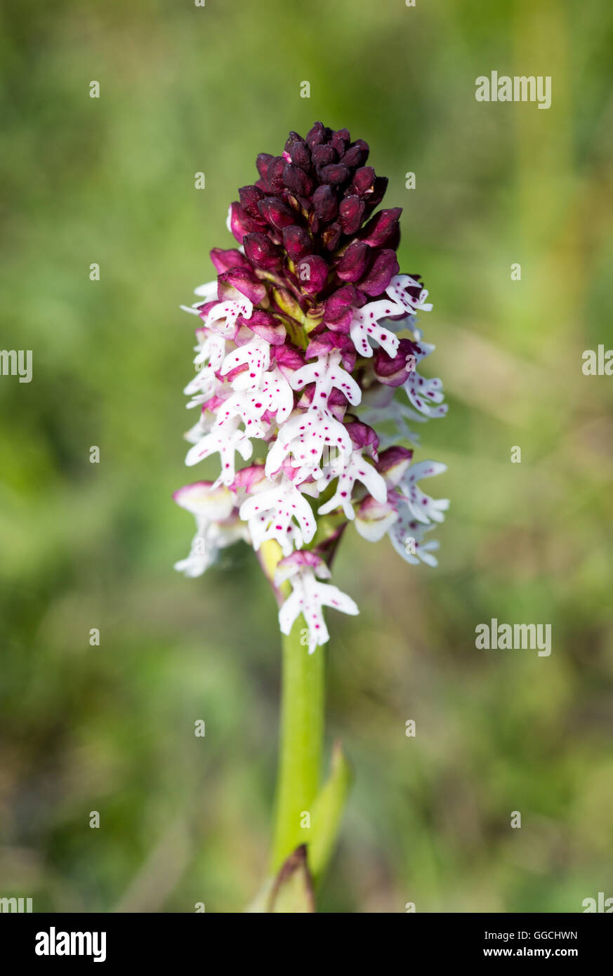 Burnt Tip Orchid growing on short turf Summer 2016 Stock Photo