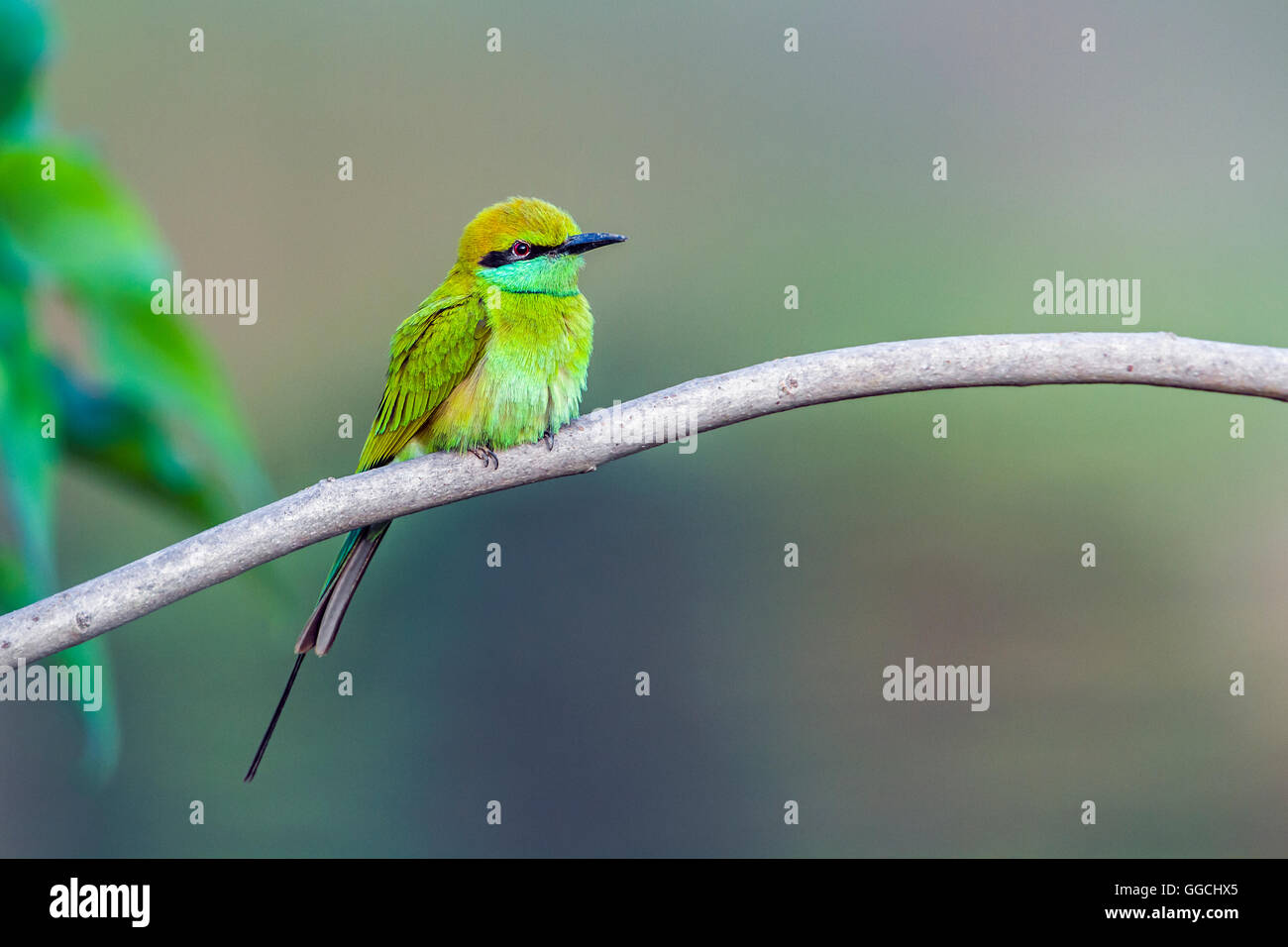 Green bee-eater in Bardia national park, Nepal ; specie Merops ...