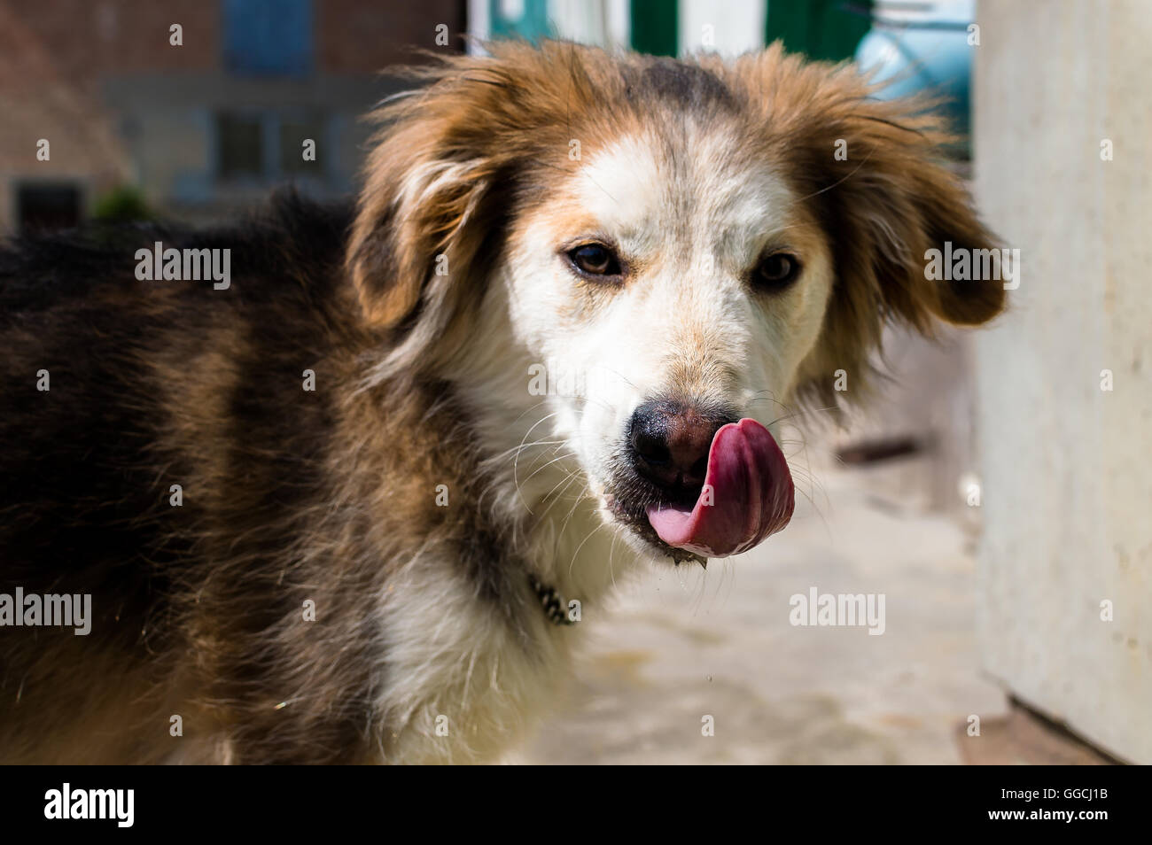 Why Do Dogs Lick Noses