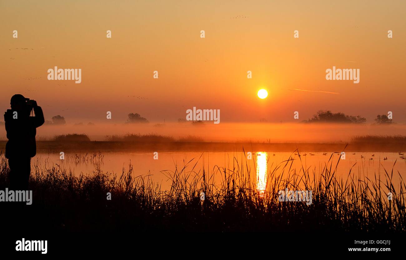 A bird watcher looks through binoculars at sunrise at the Cosumnes River Preserve in the heart of California Central Valley near Sacramento, California. The preserve is home to Californias largest remaining valley oak riparian forest, and is one of the few protected wetland habitat areas in the state. Stock Photo