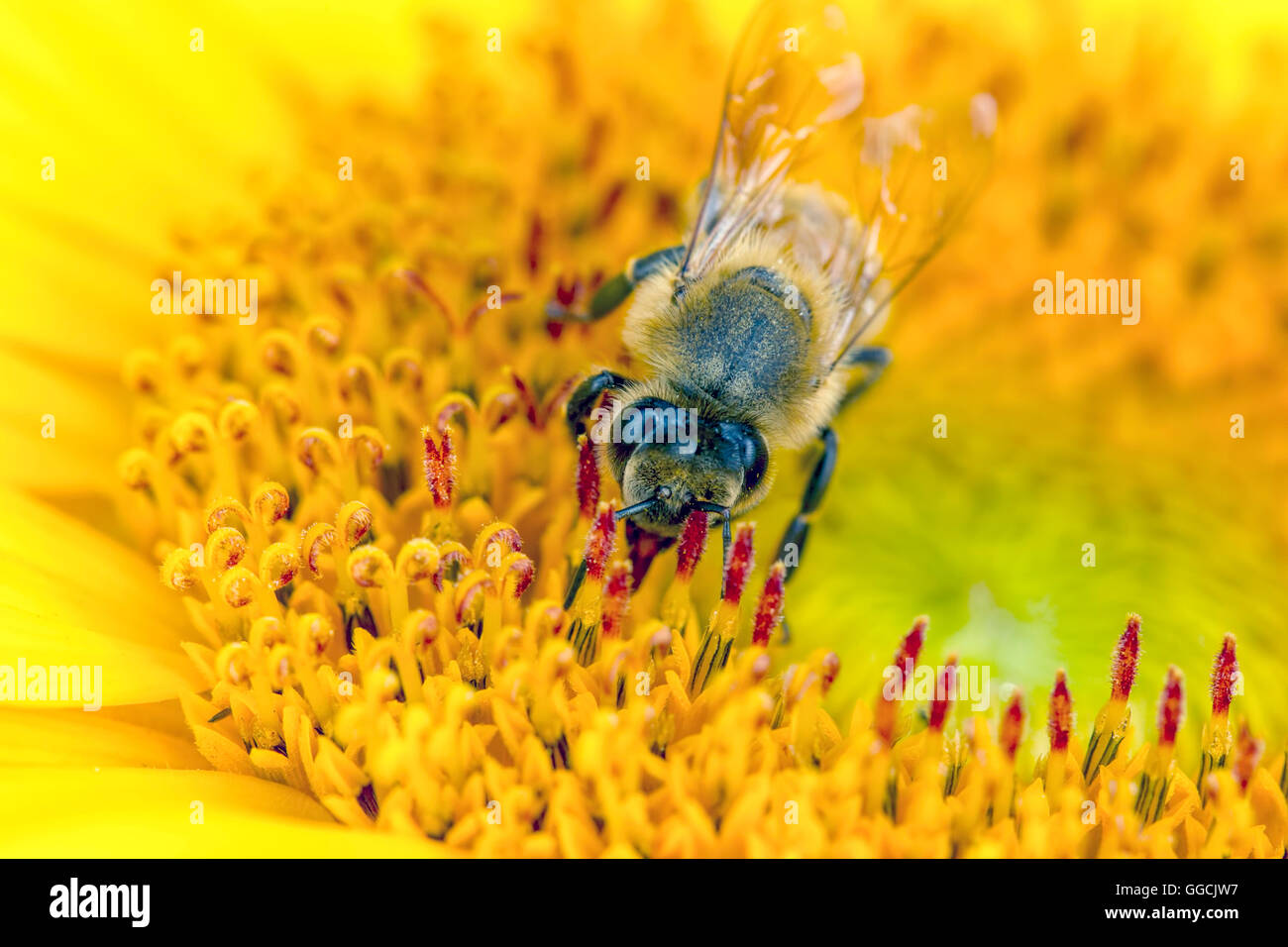 Macro of bee on flower. Stock Photo