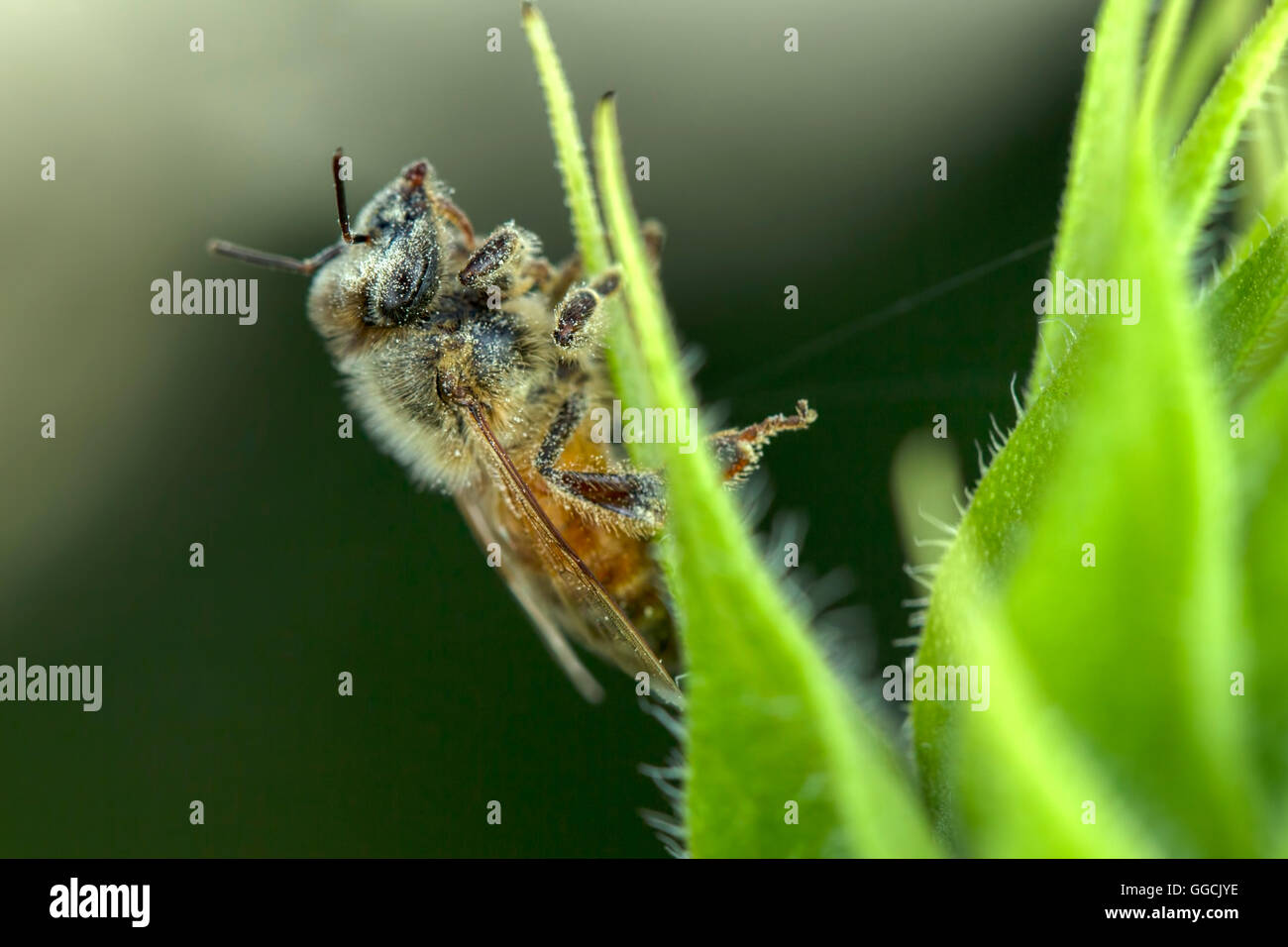 Bee covered in pollen Stock Photo - Alamy