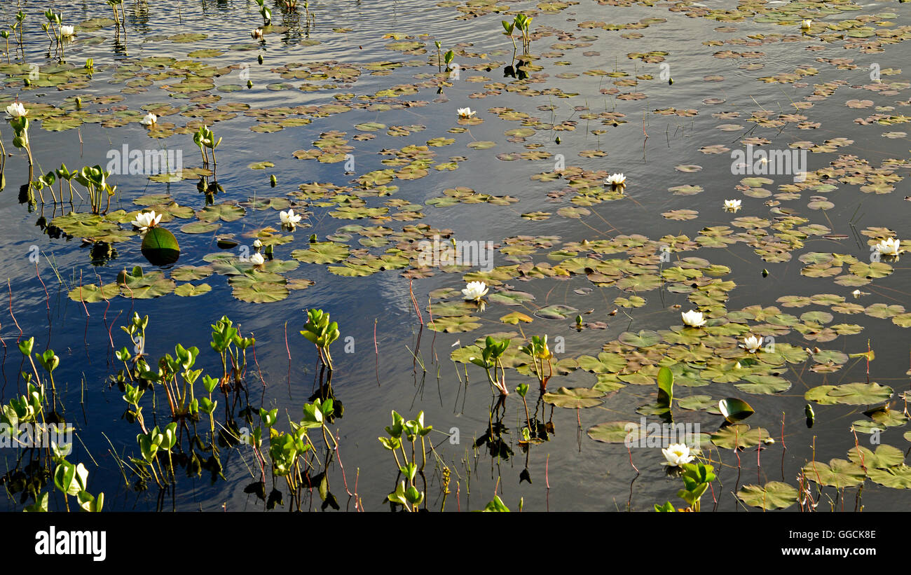 Water Lilies - Isle of Lewis Stock Photo