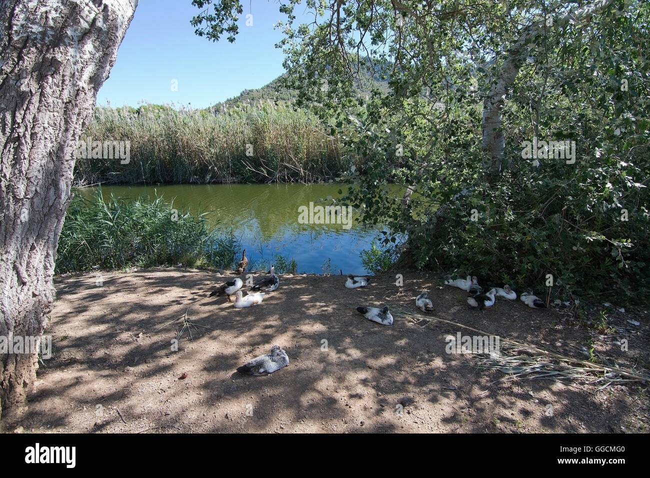 Birds resting on the river edge in Canyamel river wetlands, Mallorca, Balearic islands, Spain. Stock Photo